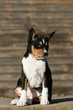 BASENJI 214